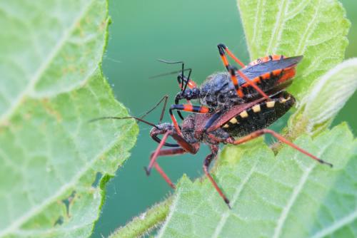 Rhynocoris divers